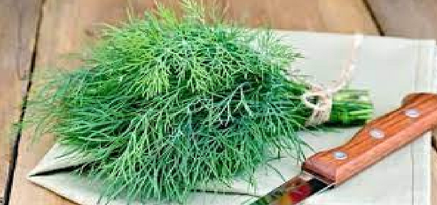 डायबिटीज से लेकर कोलेस्ट्रॉल तक...कई बीमारियों को अकेले कंट्रोल करती है ये पत्तियां, जानें इसके फायदे