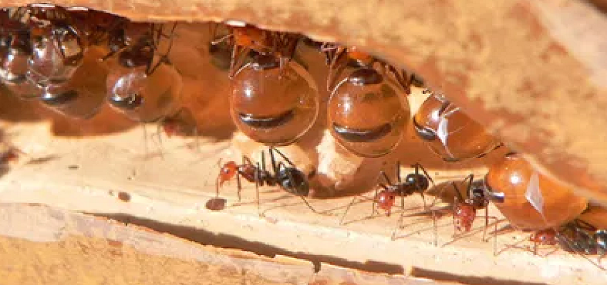 मधुमक्खियों के अलावा ये कीड़े भी बनाती है शहद! जानें इसके पीछे की वजह