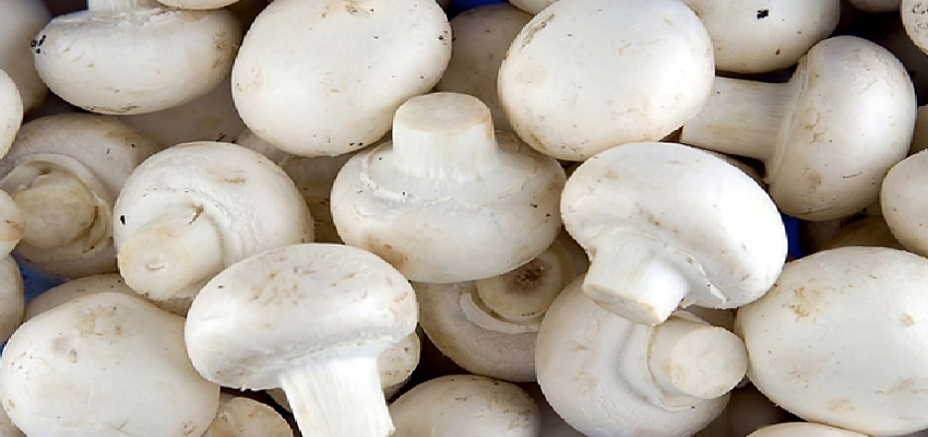 सेहत के लिए रामबाण है मशरूम का सेवन, मिलते है ये जबरदस्त फायदे