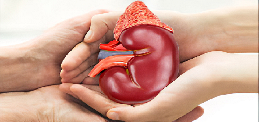 किडनी ट्रांसप्लांट के बाद डोनर की बढ़ सकती हैं मुश्किलें, रखें इन बातों का ध्यान