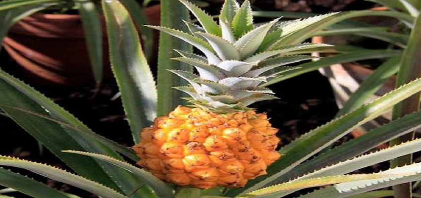 2 साल की मेहनत...कीमत लाखों में...इस देश में उगाया जाता हैं दुनिया का सबसे महंगा अनानास