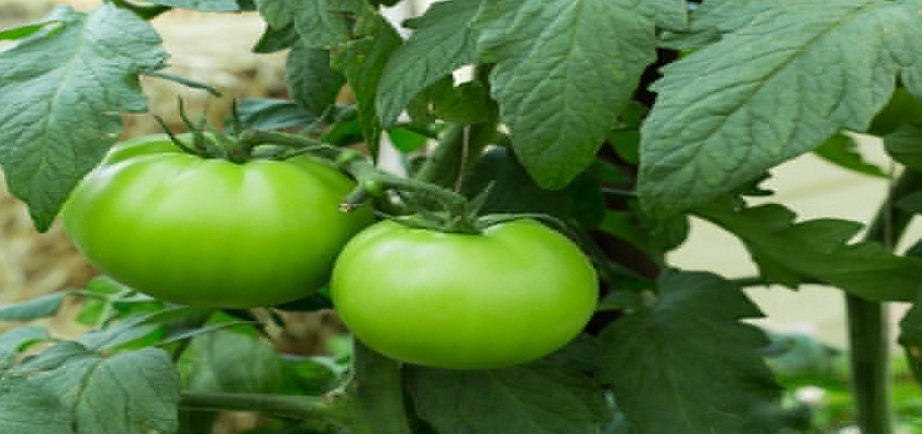 हरे टमाटर में पाए जाते हैं ढेरों फायदे, इन बीमारियों से रखता है दूर