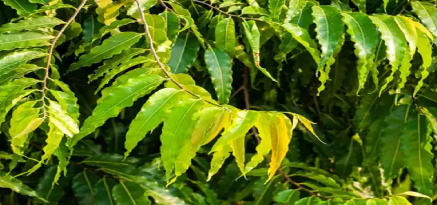 अशोक के पत्तों से होते है चमत्कार, सभी मनोकामनाएं होती हैं पूरी