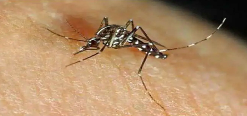 Zika Virus: क्या है जीका वायरस? जानें रोग के कारण, लक्षण और इलाज