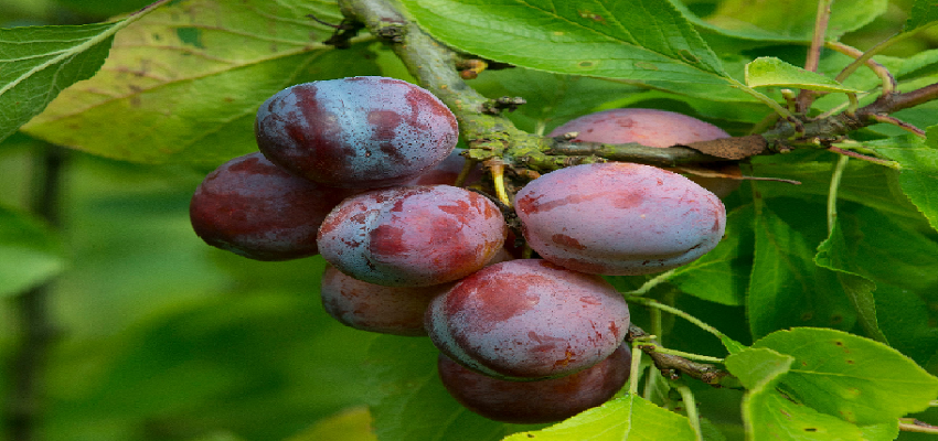 ब्लड शुगर कंट्रोल रखते है ये गूदेदार फल, जानें इसके चमत्कारी फायदे