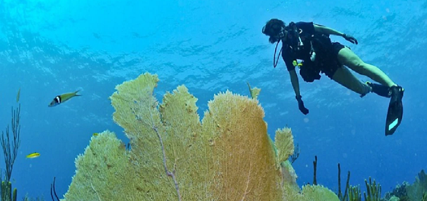 अब जमीनी औषधियों के साथ समुद्र की औषधियों से भी होगा जानलेवा बीमारियों का इलाज, जानें कैसे
