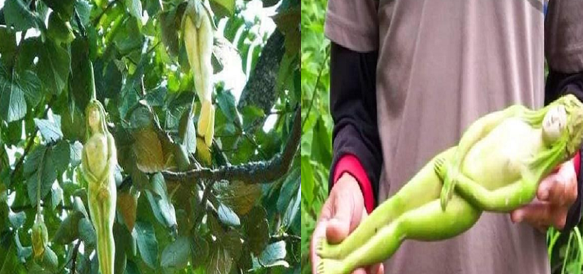 इस देश में पेड़ों से उग रही हैं लड़कियां! वैज्ञानिकों की रिसर्च भी हुई फेल