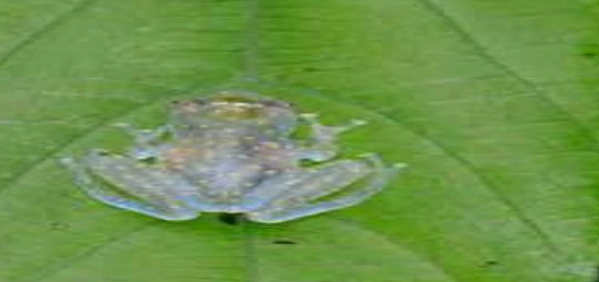 दुनिया का एकलौता जीव जो दुश्मनों की आहट से खुद को कर लेता है पारदर्शी