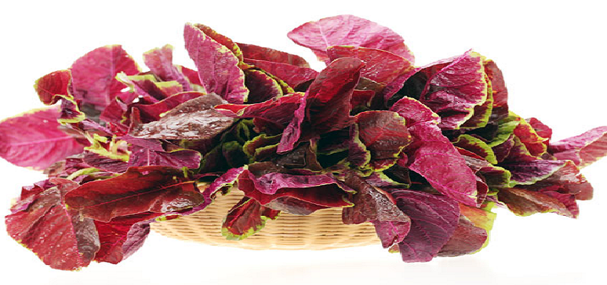 इस साग के सेवन से कोरोना को कहें बॉय-बॉय, जानें कैसे