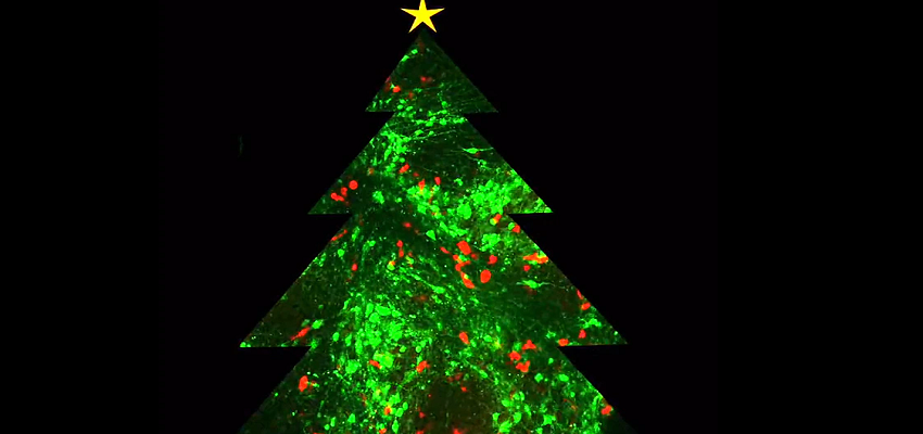 CHRISTMAS DAY: दिमाग के केमिकल लोचा ने बना दिया अनोखा क्रिसमस ट्री, देखकर लोग भी हुए हैरान