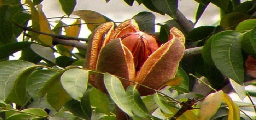 शुगर बादाम के सेवन से होते है कई चमत्कारी फायदे, इन बीमारियों को रखता है दूर