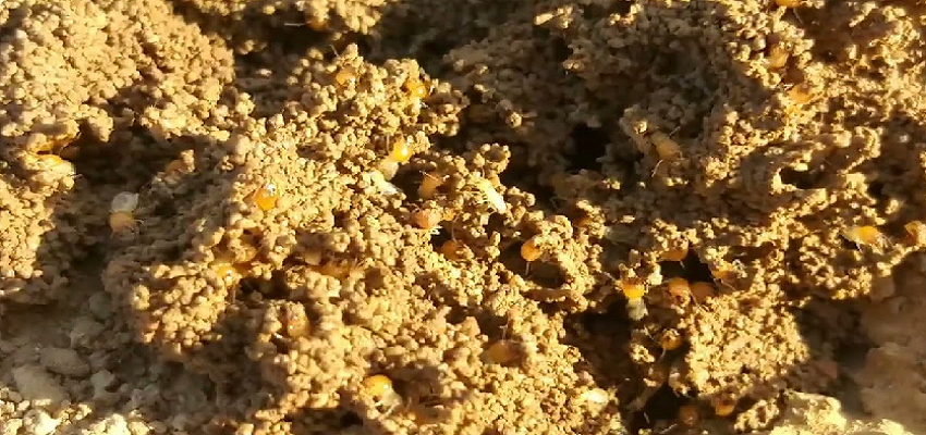 महाविनाश का कारण बन सकता है ये कीड़ा! वैज्ञानिकों ने शोध में किया बड़ा खुलासा