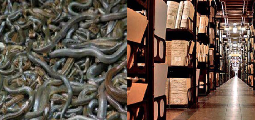 4000 से ज्यादा सांप...एक प्राचीन धरोहर...दुनिया की वो जगह जहां इंसानों का जाना हुआ असम्भव