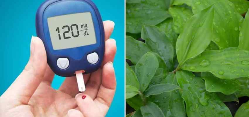 डायबिटीज मरीजों के लिए रामबाण है ये तीन पत्ते, कभी नहीं बढ़ेगा Blood Sugar Level