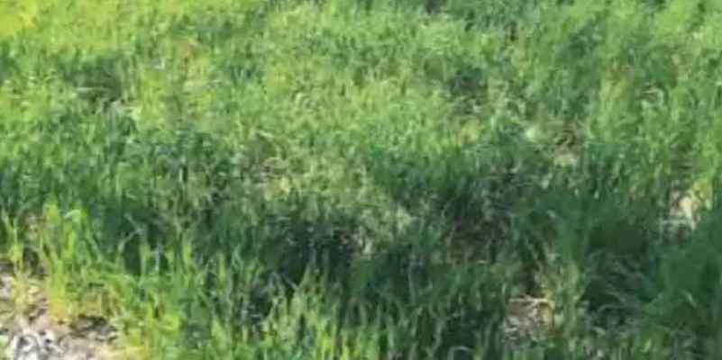 FARMING TIPS: बंजर जमीन पर खेत कर शख्स ने कमाएं ढाई लाख रुपये, जानें देसी जुगाड़