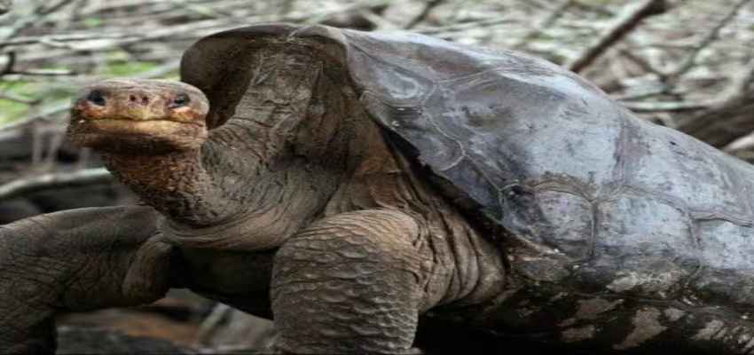 FAMOUS DIEGO IN THE WORLD: 800 बच्चे...100 साल की उम्र...विलुप्त होने जा रही प्रजाति को दिया नया जीवनदान