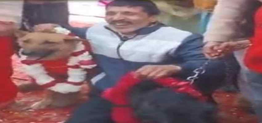 अनोखी शादी! पूरी रीति-रिवाज के साथ कुत्तों की करवाई गई शादी, गांव वालों ने निभाया बारातियों का किरदार
