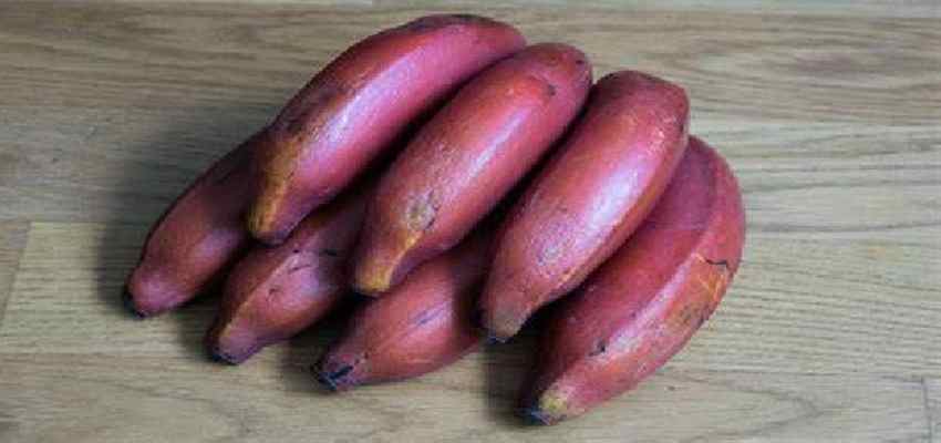 लाल केले के सेवन से होते है ये लाभकारी फायदे, जानें कैसे