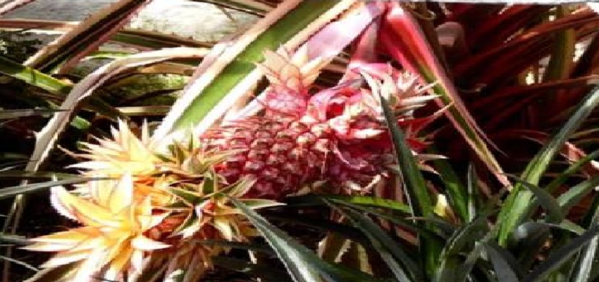 पहले 3 साल का समय... फिर लजीज स्वाद... जानें अमेरिका में उगने वाले इस फल के फायदे