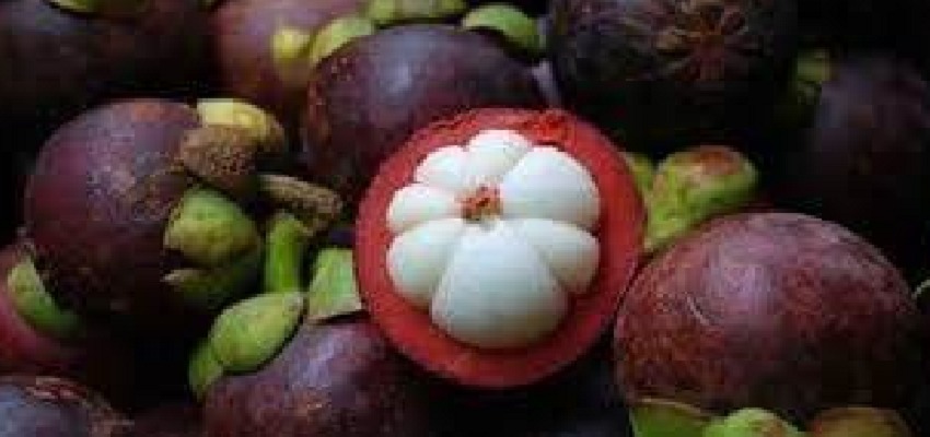 मैंगोस्टीन के सेवन से बीमारियां होगी छूमंतर, जानें इसके चमत्कारी फायदे