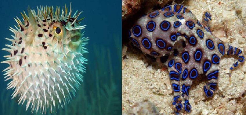 एक डंक...फिर इंसान की मौत... जानें कौन है दुनिया के सबसे जहरीले जीव