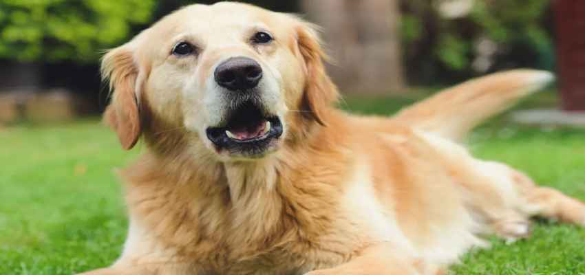 Crime News: कुत्ते को 'कुत्ता' कहने पर मिली मौत, डॉग ओनर ने की किसान की हत्या