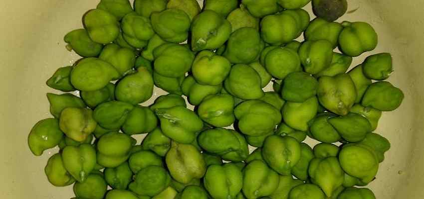 WINTER FOOD: सर्दियों में हरे चने का करें भरपूर मात्रा में सेवन, हैरान कर देंगे इसके फायदे