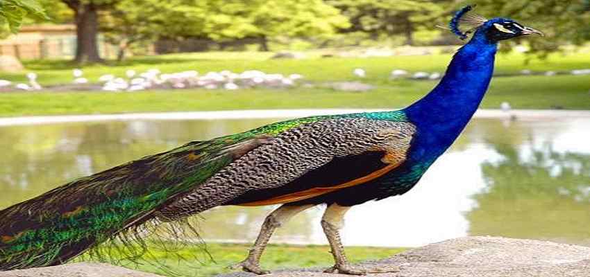 INTERESTING FACT: राष्ट्रीय पक्षी के लिए ‘मोर’ को ही क्यों चुना गया, बेहद खास है वजह