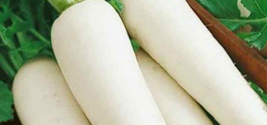 WINTER HEALTH TIPS: क्या आप भी करते है मूली का सेवन? तो अभी से बना लें इससे दूरी,  वरना पड़ सकता है भारी