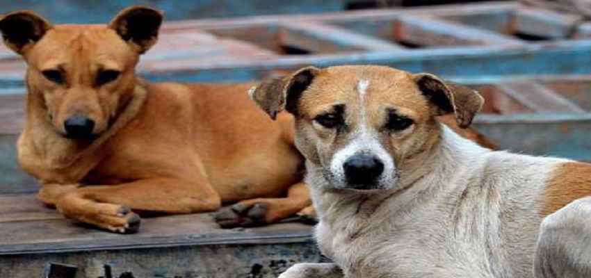 भारत के इस गांव में कुत्तों के नाम है करोड़ों की जमीन, वजह जानकर हो जाएंगे हैरान