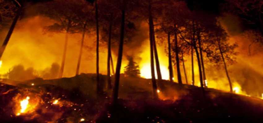 Chile Forest Fire: चिली के जंगलों में भीषण आग, अब तक 13 लोगों की गई जान