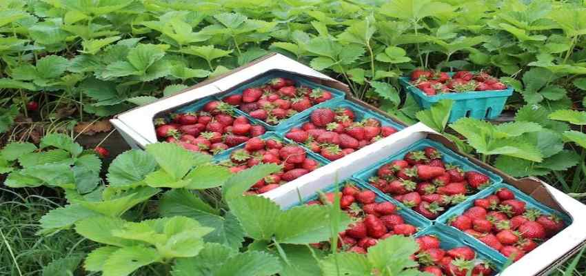 अब पंजाब की धरती पर होगी स्ट्रॉबेरी की खेती! मोगा में किसान ने पेश की मिसाल