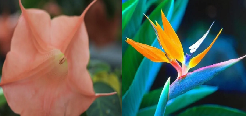 ये हैं दुनिया के सबसे खूबसूरत और जहरीले फूल, पलभर में ले सकता है आपकी जान