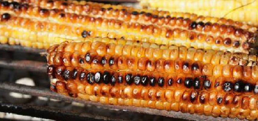 मक्का खाने से शरीर को मिलते हैं कई फायदा, खतरनाक बीमारियां रहती हैं कोसों दूर