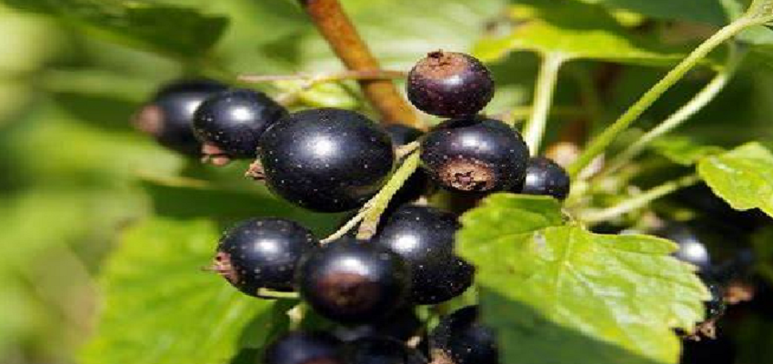 सेहत के लिए बेहद गुणकारी है ब्लैक करंट, जानें इसके अद्भुत फायदे