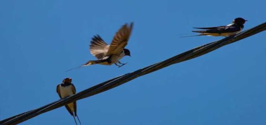बिजली के तारों पर पक्षियों को करंट क्यों नहीं लगता? इसके पीछे के विज्ञान को समझें