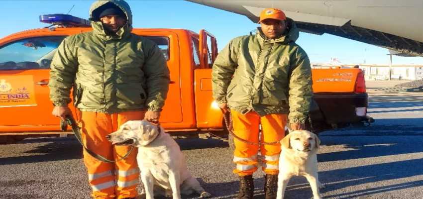 Romio और Julie की ये जोड़ी तुर्की में दिखा रही है अपना कमाल, देवदूत बना NDRF का डॉग स्क्वाड