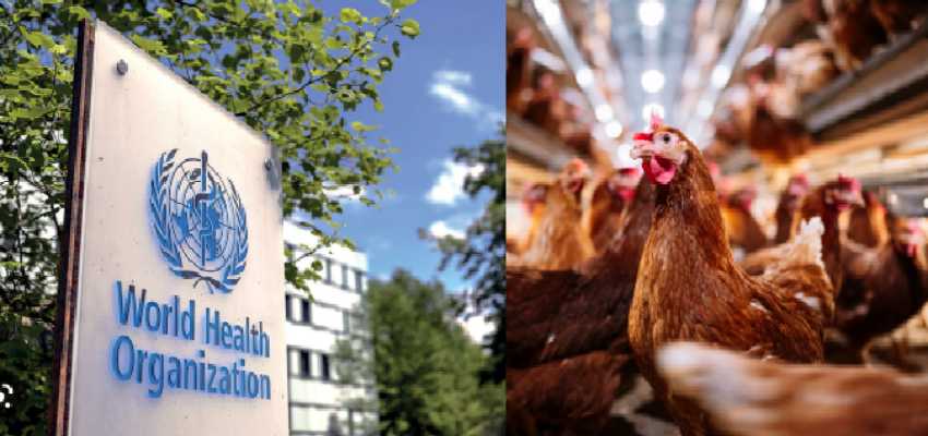 Bird Flu in America: अमेरिका में बर्ड फ्लू ने बढ़ाई चिंता, WHO ने जारी की ये चेतावनी