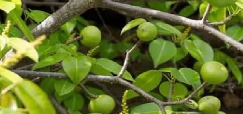 ये है दुनिया का सबसे जहरीला पेड़, इसके फल का एक टुकड़ा पलभर में ले सकता है आपकी जान