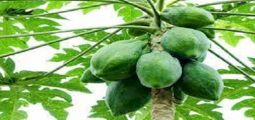 कच्चे पपीते का सेवन दे सकता है आपको जीवनदान, दिल से लेकर त्वचा की बीमारियां होगी दूर