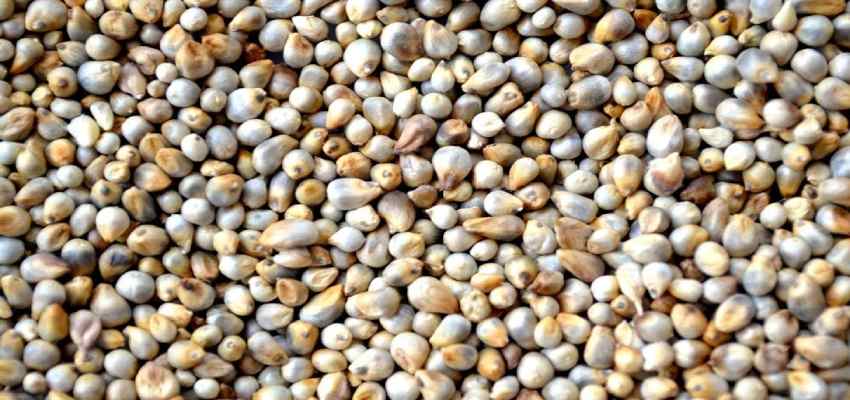 HEALTH TIPS: कोलेस्ट्रॉल और दिल के लिए रामबाण हैं ये फूड्स, फायदे जानकर हो जाएंगा हैरान