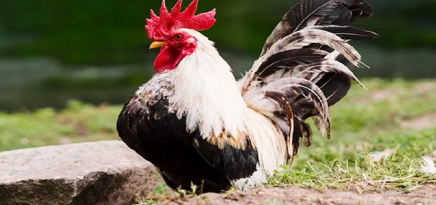 एक मुर्गे की कीमत है 50 हजार रुपये, जानें क्या है ऐसी खास बात