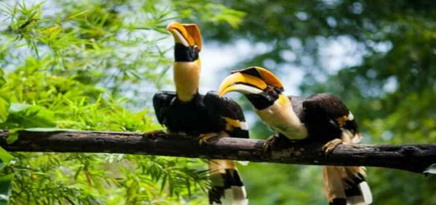 HORNBILL BIRD:पिता के  मरने के बाद मां और बच्चों भी त्याग देते है अपने प्राण? जानें कारण