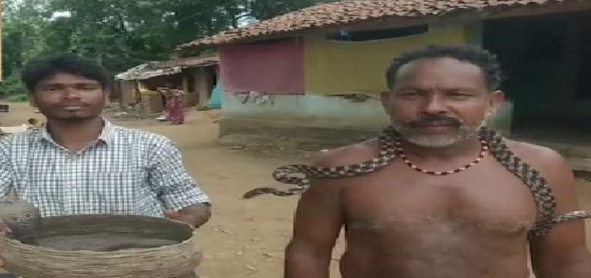 छत्तीसगढ़ के इस गांव में होती है अनोखी परंपरा, शादी में दिए जाते है 21 सांप, जानें क्यों