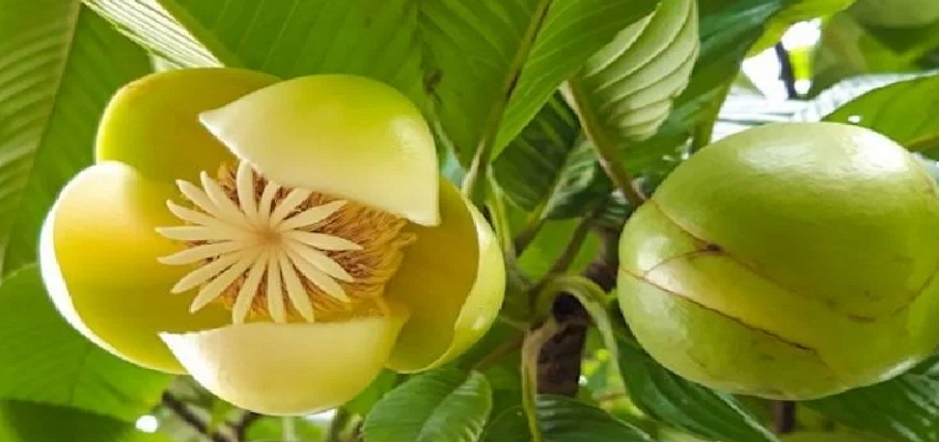 किडनी से लेकर डिप्रेशन तक की कई बीमारियां होंगी दूर, जानें हाथी फल के अद्भुत फायदे