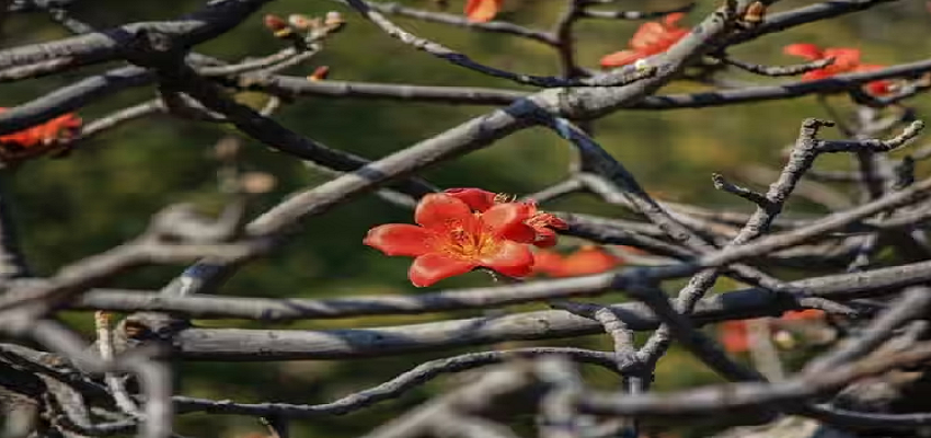 Health : एक फूल और सौ बीमारियों का खात्मा, जानें कैसे करें इसका इस्तेमाल