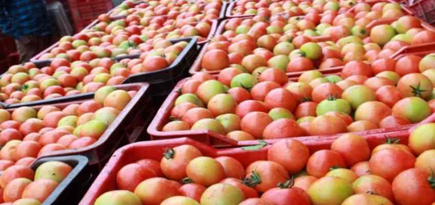 क्या आर्थिक संकट से जूझ रहा हैं ब्रिटेन? 400 के पार पहुंचा टमाटर, सरकार दे रही सलाद कम खाने की सलाह