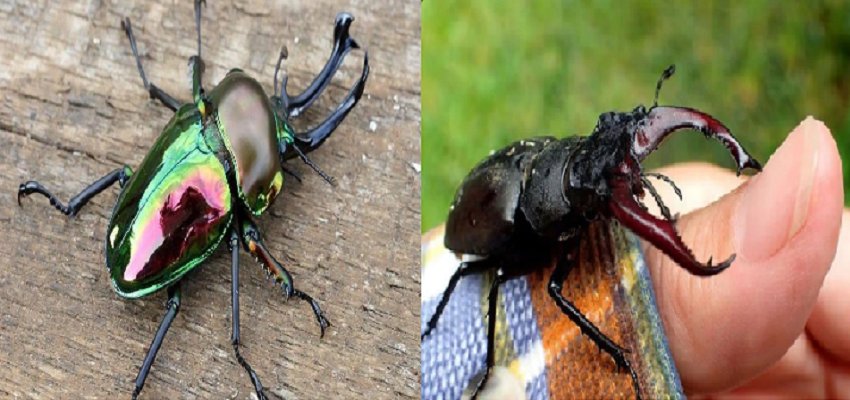 किसी लग्जरी कार से कम नहीं है इस कीड़े की कीमत! खूबियां जान हो जाएंगे हैरान