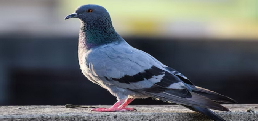 क्या इंसानों के लिए खतरा बन रहे है कबूतर?  इस बीमारी से लोगों में फैल रहा संक्रमण