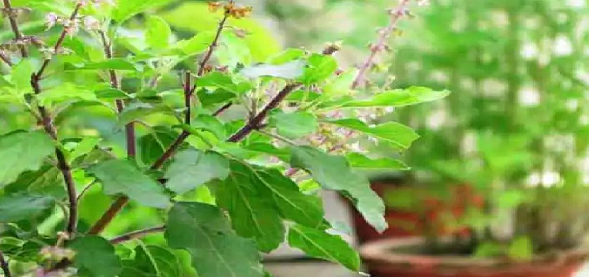 इन पत्तियों से कई गंभीर बीमारियां होंगी छूमंतर, फायदे जानकर हो जाएंगे हैरान